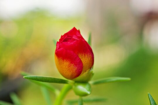 Red yellow flower moss-rose purslane ,succulent plant blooming in garden with soft selective focus for pretty background ,macro image ,delicate beauty of nature ,free copy space ,tropical flower 