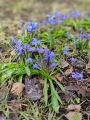blue flowers grow in the garden
