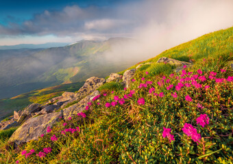Naklejka na ściany i meble Unbelievable morning scene of Chornogora mountain range. Impressive summer view of blooming pink rhododendron flowers on mountain hills. Beauty of nature concept background.