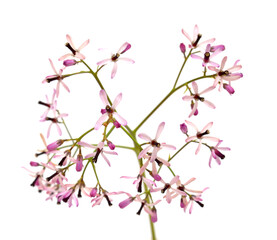 Melia azedarach, chinaberry tree pale lilac flowers isolated on white background 
