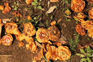 枯れて落ちた椿の花