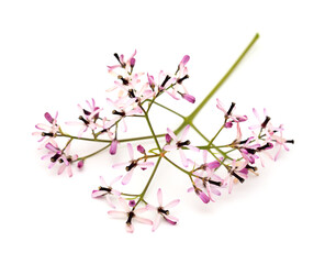 Melia azedarach, chinaberry tree pale lilac flowers isolated on white background 
