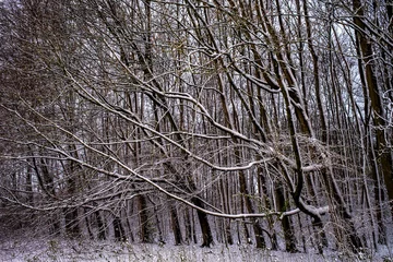 Fototapeten Sneeuw in April    Snow in April © Holland-PhotostockNL