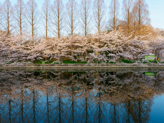 大阪城公園の桜並木