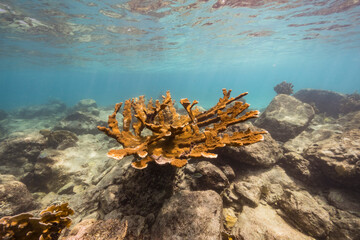 Fototapeta premium Seascape with big Elkhorn Coral in the coral reef of Caribbean Sea, Curacao