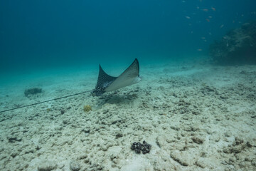 Seascape with Spotted Eagle Ray in the coral reef of Caribbean Sea, Curacao