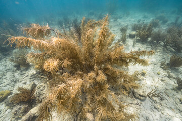 Seascape with various fish, coral, and sponge in the coral reef of the Caribbean Sea, Curacao