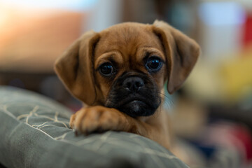 puppy laying down on the couch