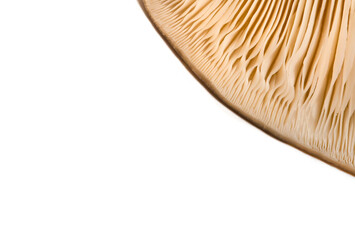 Mushrooms oyster mushrooms closeup isolated on white background visual dishes, autumn, concept of veggie and raw food