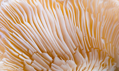 mushrooms oyster mushroom close-ups of visual dishes, autumn, concept of veggie and raw food