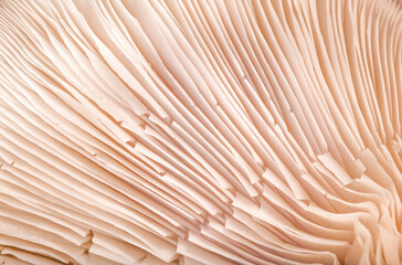 mushrooms oyster mushroom close-ups of visual dishes, autumn, concept of veggie and raw food