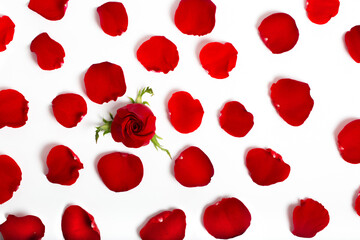 Red rose with red petals on white background as texture and background with place for text, Valentine's Day, Love, Spa tenderness fragrance of flowers Holiday