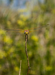 dragonfly face with beautiful colors perched on a branch in a field on a summer day