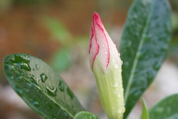 Red bud flower desert rose Adenium obesum ,mock azalea ,impala lily ,sabi star ,arabicum ,Apocynaceae flowering plant blooming in garden pretty tropical Africa ,succulent plant ,macro image, pastel