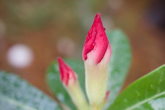 Red bud flower desert rose Adenium obesum ,mock azalea ,impala lily ,sabi star ,arabicum ,Apocynaceae flowering plant blooming in garden pretty tropical Africa ,succulent plant ,macro image, pastel