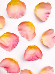 rose petals isolated on white