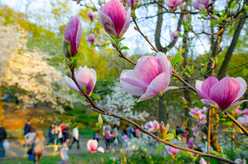Magnolia in full bloom at the city park