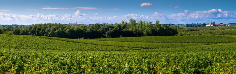 Fototapeta na wymiar Vine agriculture in Medoc region near Bordeaux vineyard
