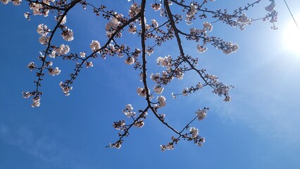Cherry Blossom Flowers and the Sky.