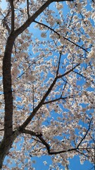 Cherry Blossom Flowers in Full Bloom.