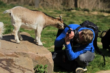 A playful young goat posing in front of a male photographer