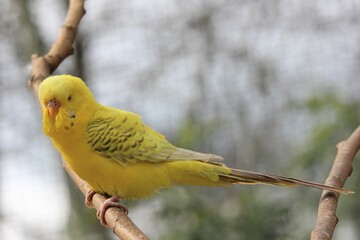 A colourful yellow-green budgie on a tree branch on a sunny day