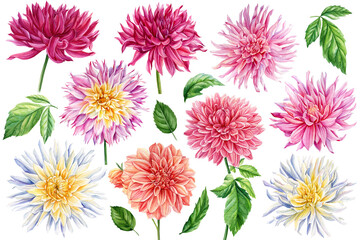 Set of dahlias flowers on a white background. Watercolor clipart of delicate flower dahlia