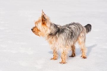 Mini Yorkshire Terrier