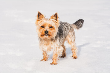 Mini Yorkshire Terrier