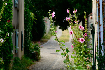 small paved alley with flowering hollyhock on ile de Ré during summer