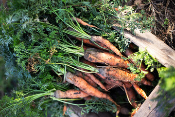a harvesting carrots