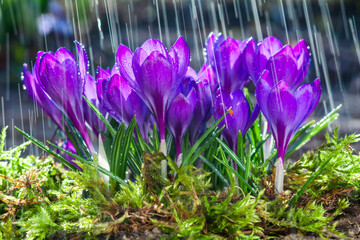 Beautiful flowers of blue crocuses on the background of raindrops tracks