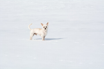 Keiner Hund im Schnee