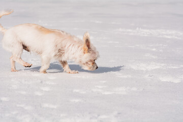 Keiner Hund im Schnee