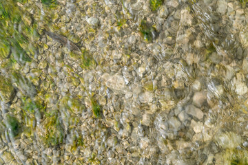 The bottom of a mountain river with algae, rocks, and clear water, close-up.