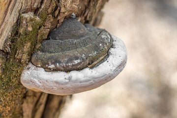 Obraz premium Old Fomes fomentarius (the tinder fungus) on an old tree.