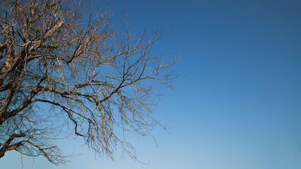 dry branches trees on blue sky background