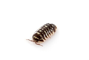 Armadillidium maculatum in studio