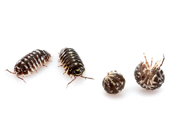 Armadillidium maculatum in studio