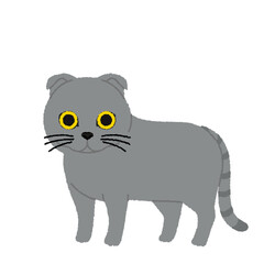 スコティッシュフォールドの猫イラスト