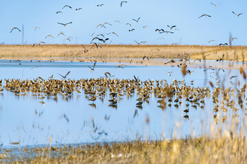 Big salt lake Slano Kopovo in north Serbia, remains of Panonian sea and natural habitat for many bird species. Special Nature Reserve Slano Kopovo