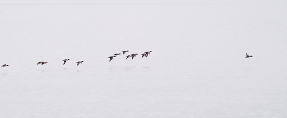 Flock of ducks flying over the calm lake at dawn