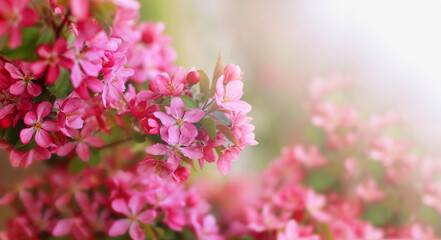 Spring beautiful apple blossom background copy space.