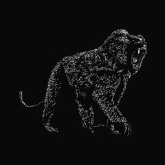 baboon illustration isolated on white background