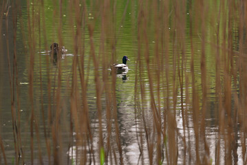 ducks on the lake