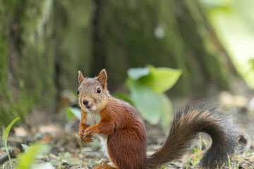 Eurasian red squirrel sits under a tree in the forest.
