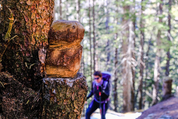 Fototapeta premium Tronco scolpito sul sentiero per il Rifugio Allievi Bonacossa, Val di Mello, Lombardia, Italia