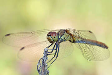 A dragonfly (Odonáta) sits on a grass stalk. The dragonfly's huge eyes look incredibly fantastic....