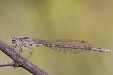 A dragonfly (Coenagrionidae) sits on a dry grass stalk. Transparent wings with a strict pattern are folded along the body. 