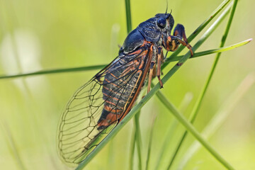 Cicada (Cicadidae). Males chirp, or sing, mostly during the hottest time of the day. The singing of male cicadas serves to attract females.